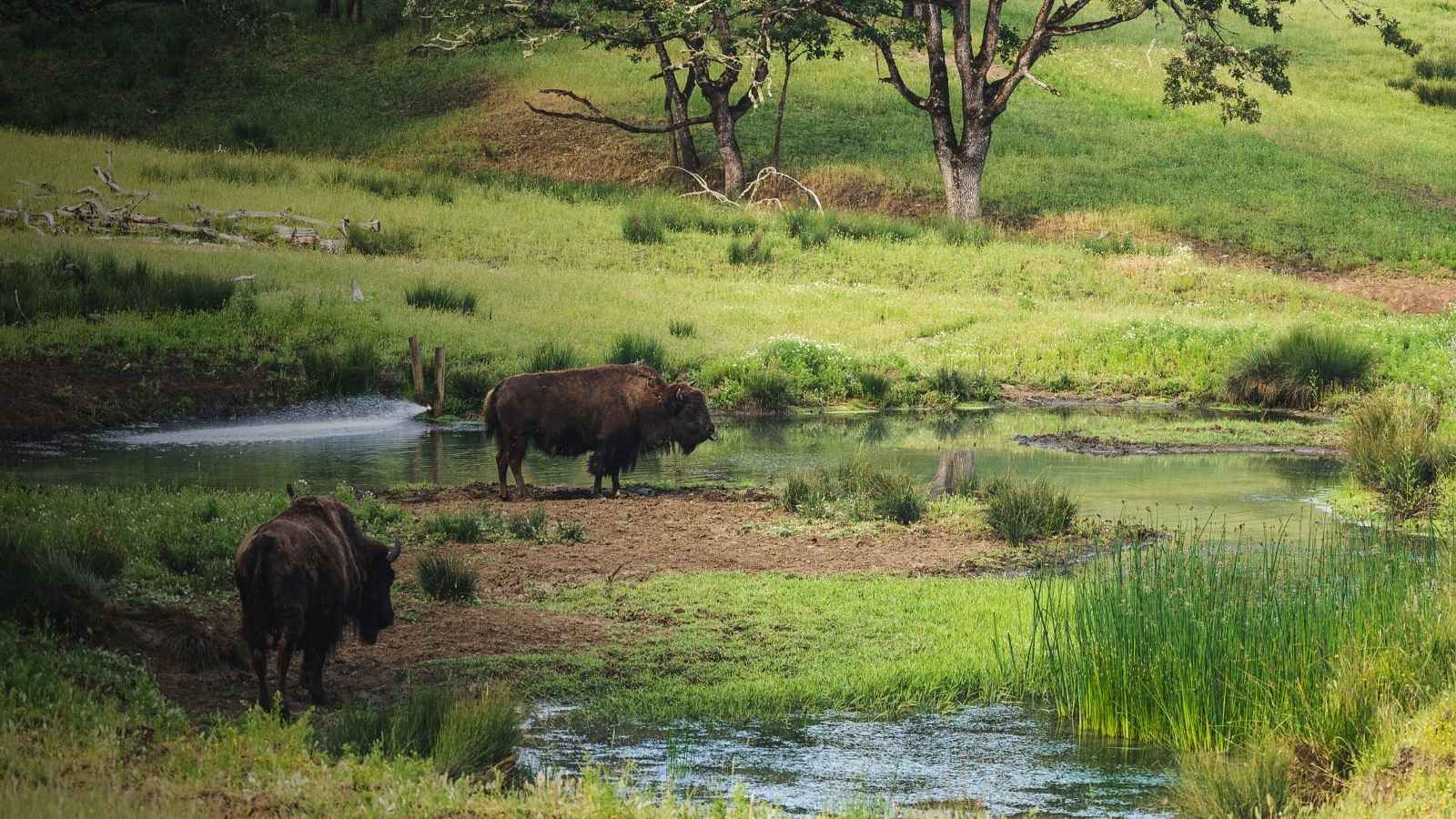 Camping-Saint-Geniez-d-Olt-Reserve-Des-Bisons-POI-TH